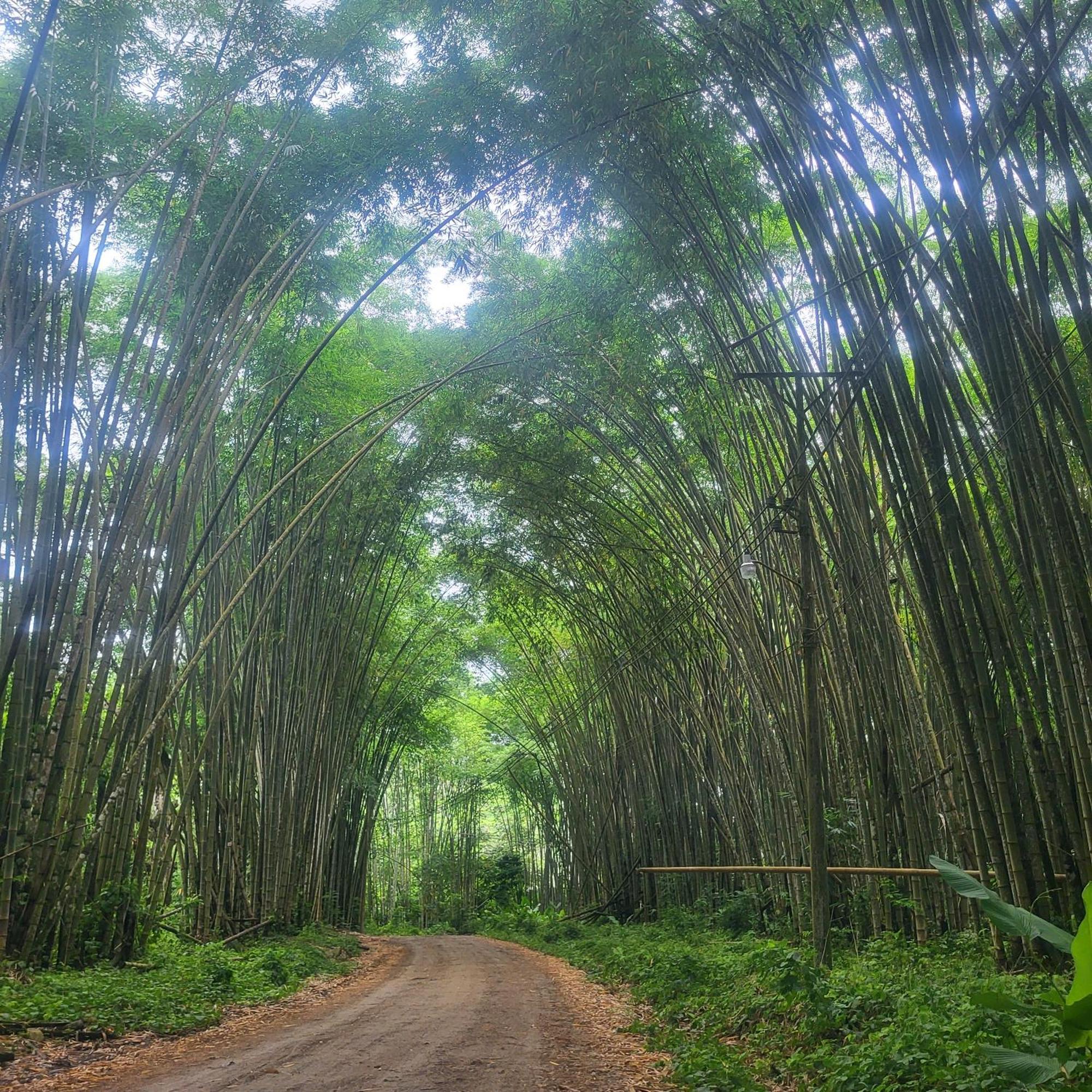Madre Terra Acomodação com café da manhã Uvita Exterior foto